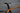 Specialized Venge 2016 - Shimano Ultegra R8050 Di2 2x11 - Fulcrum Racing S-Three