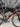 Orbea Terra M20 EKAR - Campagnolo Ekar - Campagnolo carbon