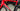 Pinarello F Carbon - SRAM Red eTap - Fulcrum Speed