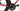 Specialized Tarmac SL8 Pro 2024 - SRAM Force eTap AXS 2x12sp - Roval Rapide CL II