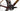 Ridley Astr 2026 - Shimano GRX Di2 2x12sp - Zipp 303 S