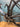 Focus Izalco Max 9.7 AXS